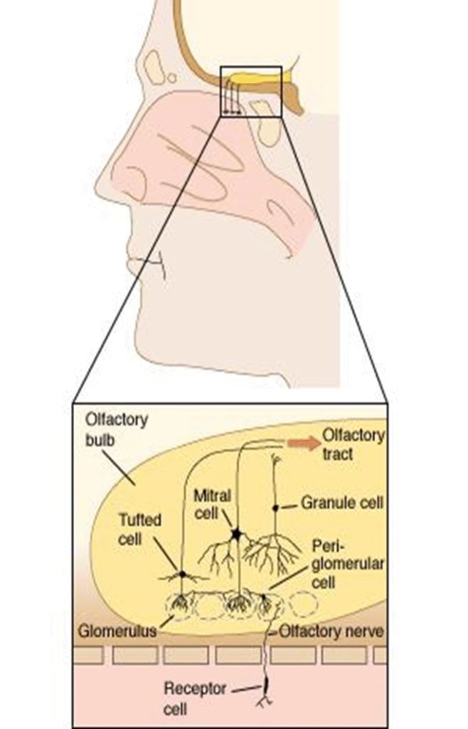 The gustatory and Olfactory System Image 79 658x1024