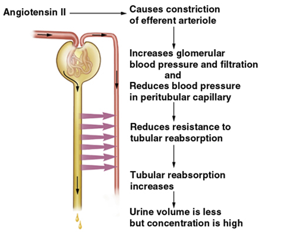 Glomerulus filtration rate (GFR) control Image 8