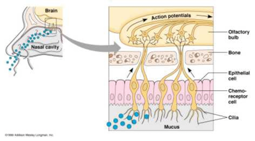 The gustatory and Olfactory System Image 80 1024x568