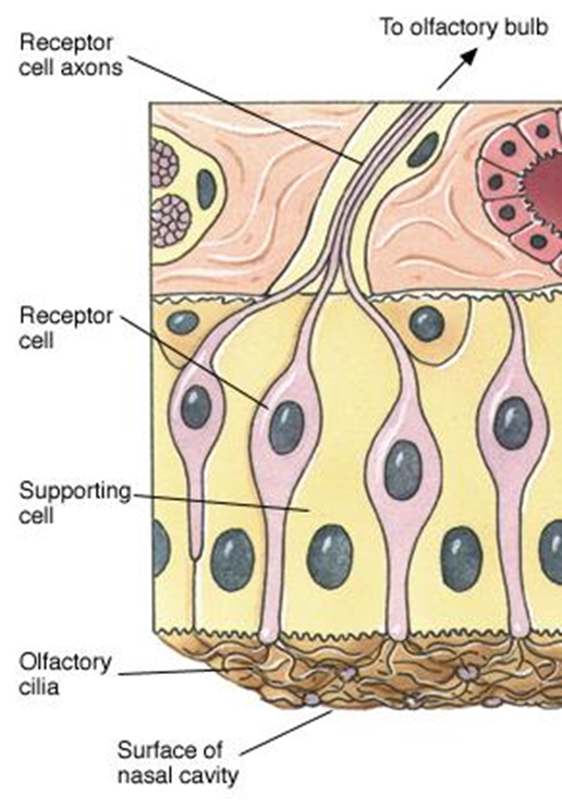 The gustatory and Olfactory System Image 81