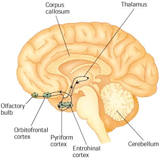 The gustatory and Olfactory System Image 82