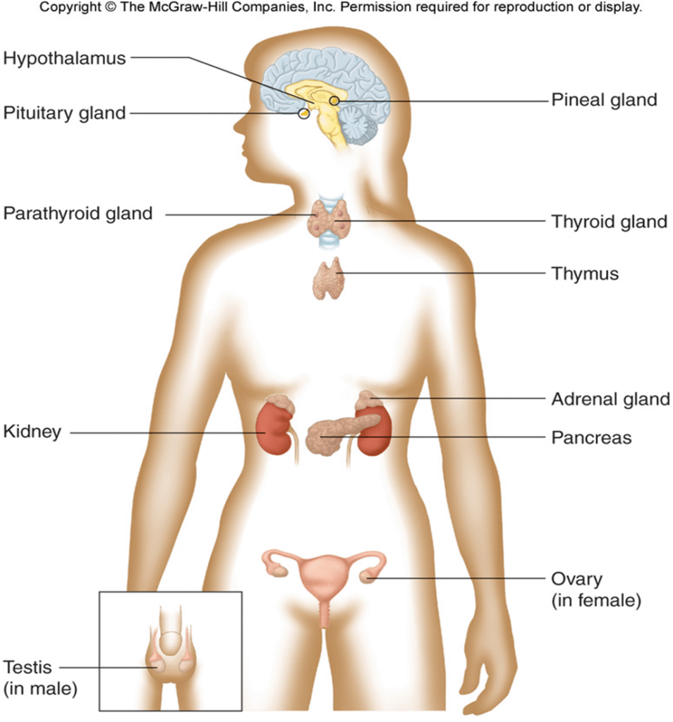 The Endocrine system and hormones Image 83 954x1024