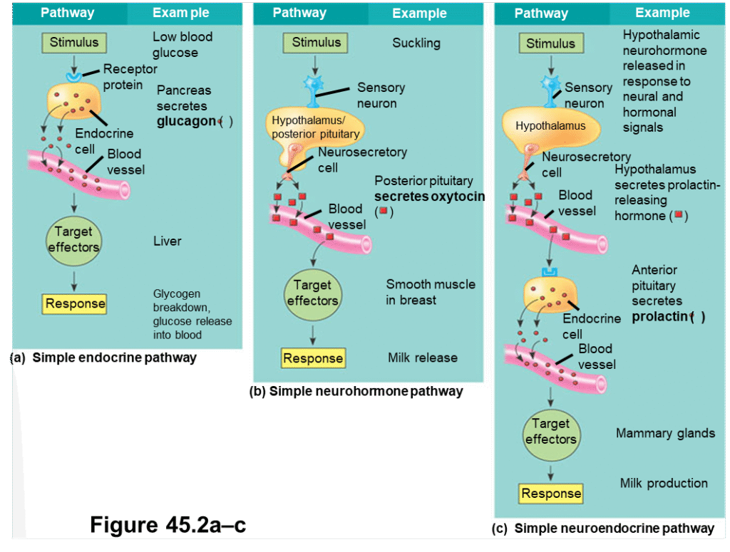 The Endocrine system and hormones Image 84 1024x775