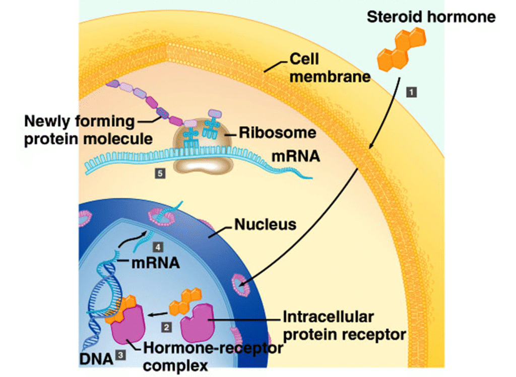 The Endocrine system and hormones Image 85 1024x748