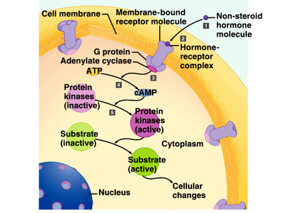 The Endocrine system and hormones Image 86 1024x748