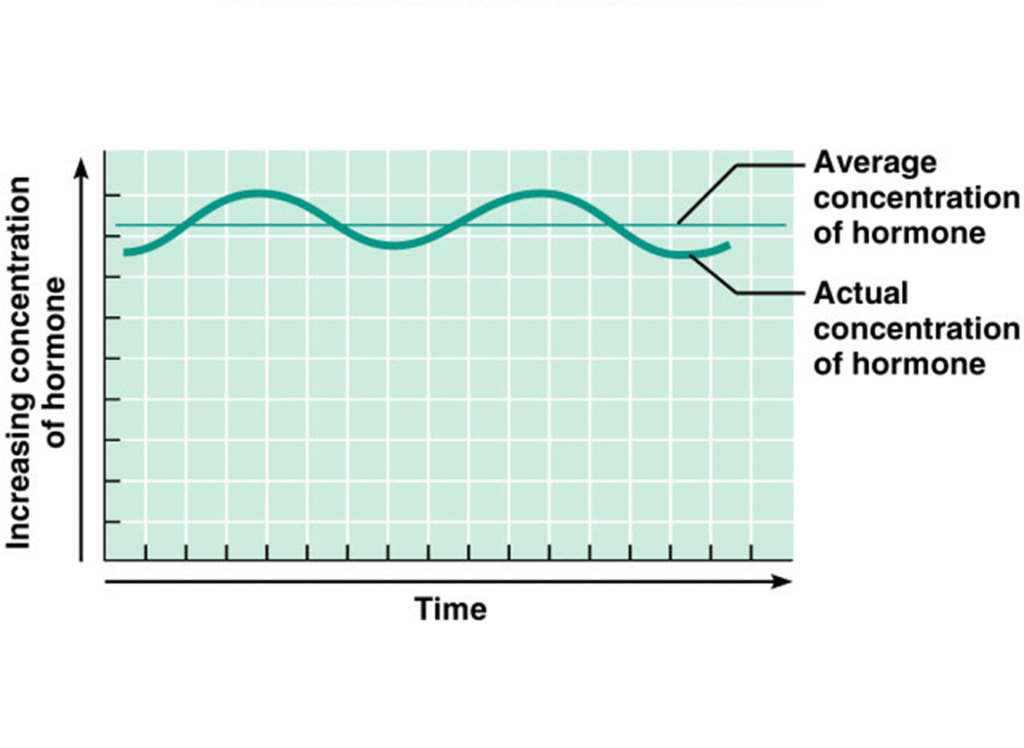 The Endocrine system and hormones Image 88 1024x748