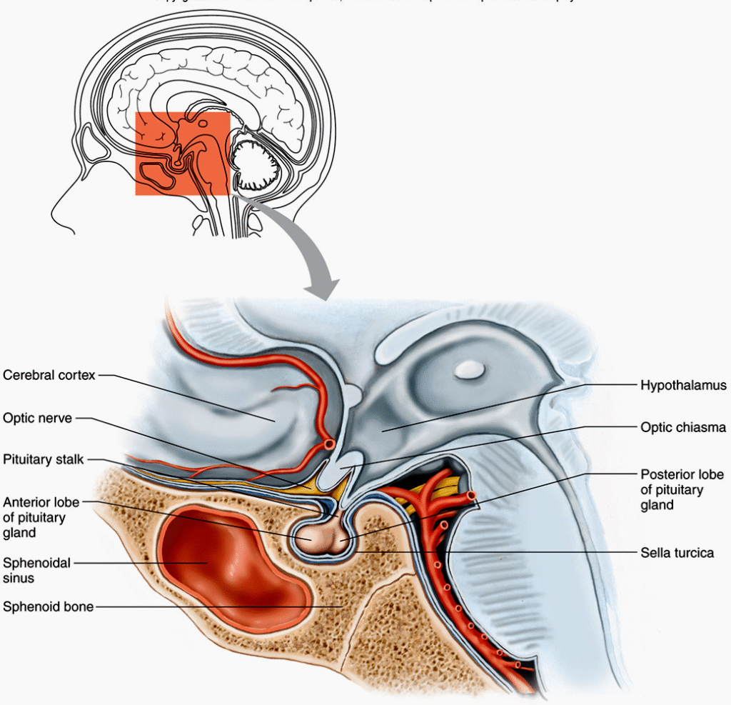 The Endocrine system and hormones Image 89 1024x987