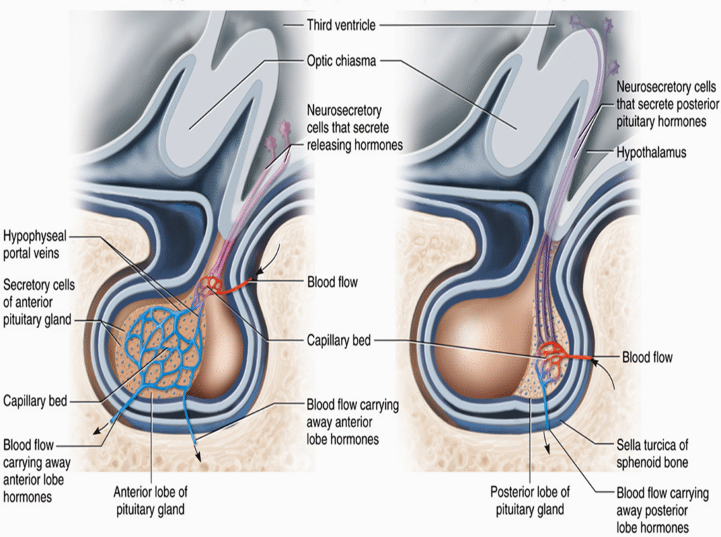 The Endocrine system and hormones Image 90 1024x763