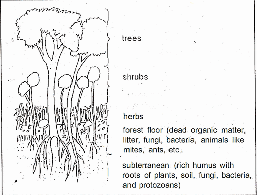 Community Ecology and stratification image