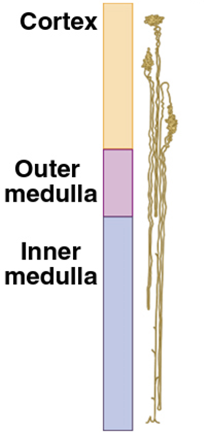 Nephron Basic unit of kidney Image