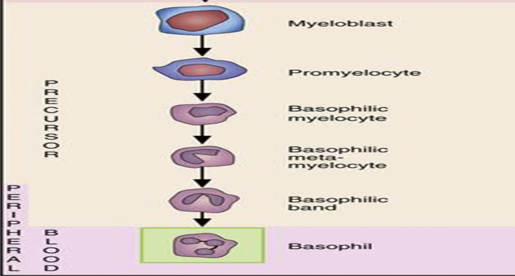 Leukopoiesis and its stages image