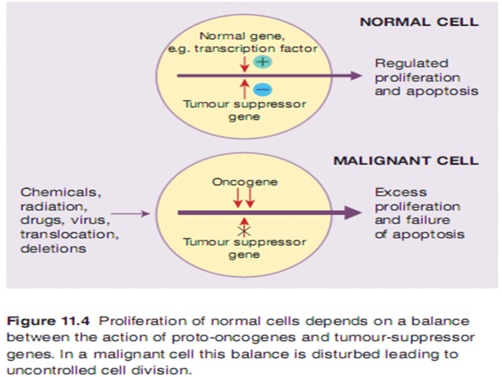 Leukemia its causes and types image