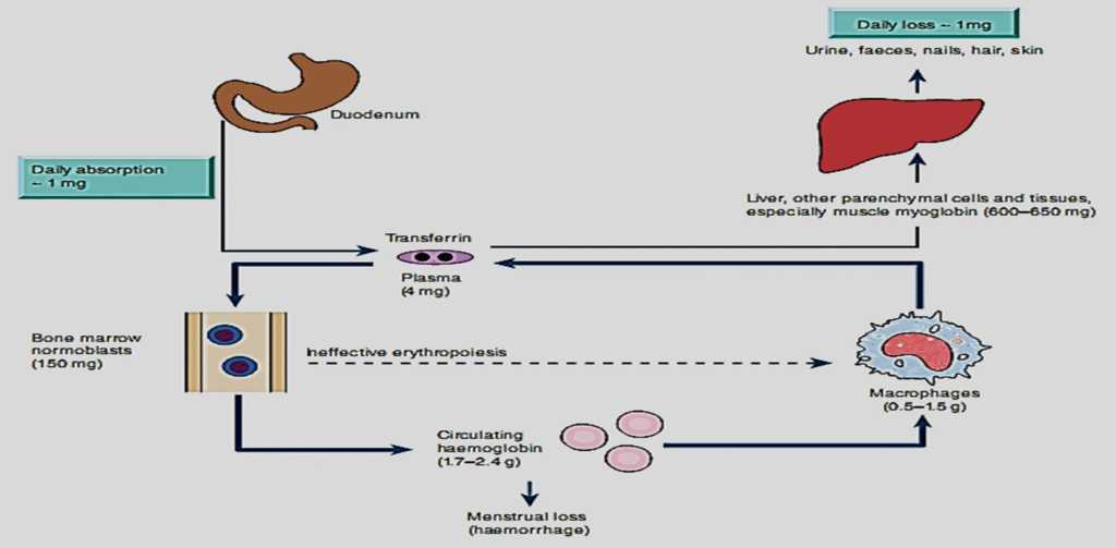 Hypochromic Anemia causes and treatment image