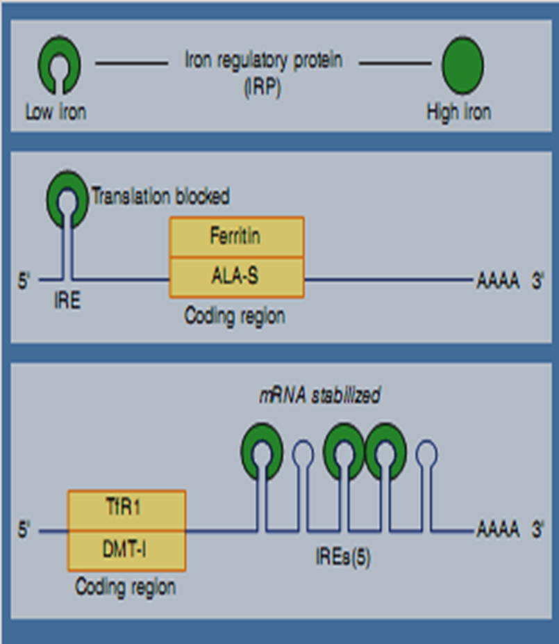 Hypochromic Anemia causes and treatment image