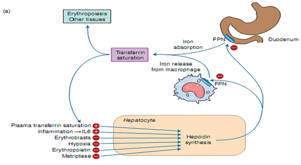 Hypochromic Anemia causes and treatment image
