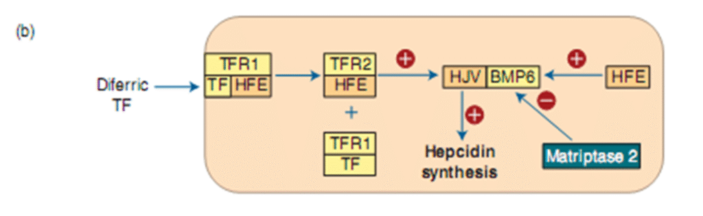 Hypochromic Anemia causes and treatment image