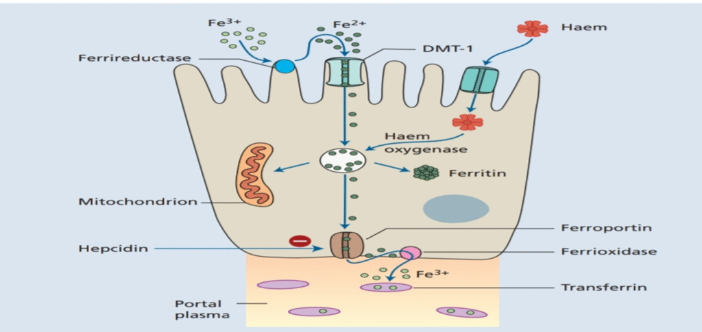 Hypochromic Anemia causes and treatment image
