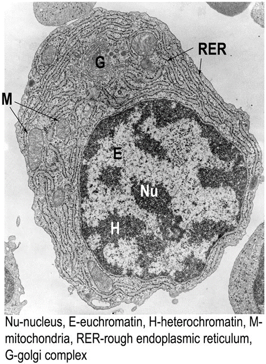 Plasmacytes, Platelets formation image