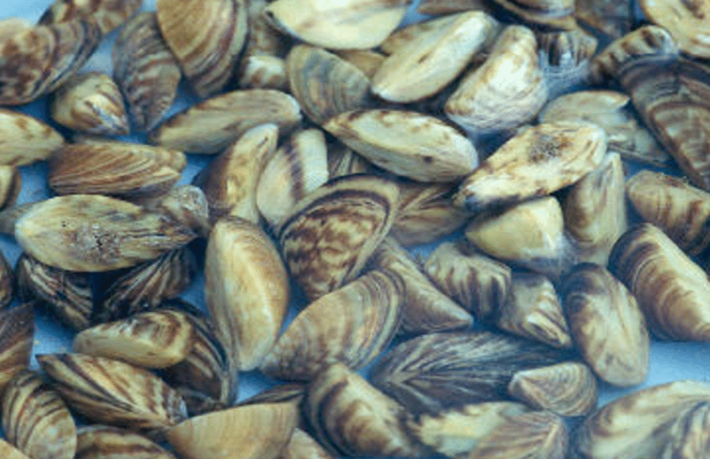 Exotic and Invasive species image