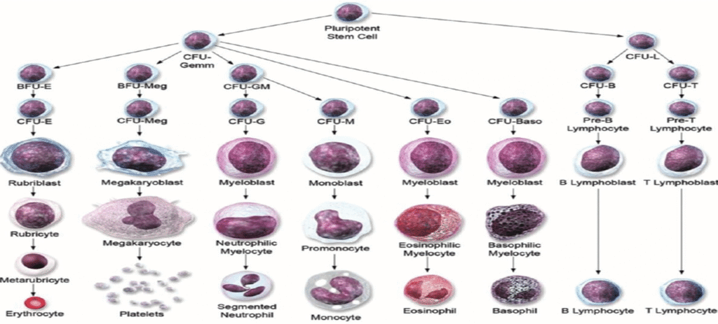 Leukopoiesis and its stages image