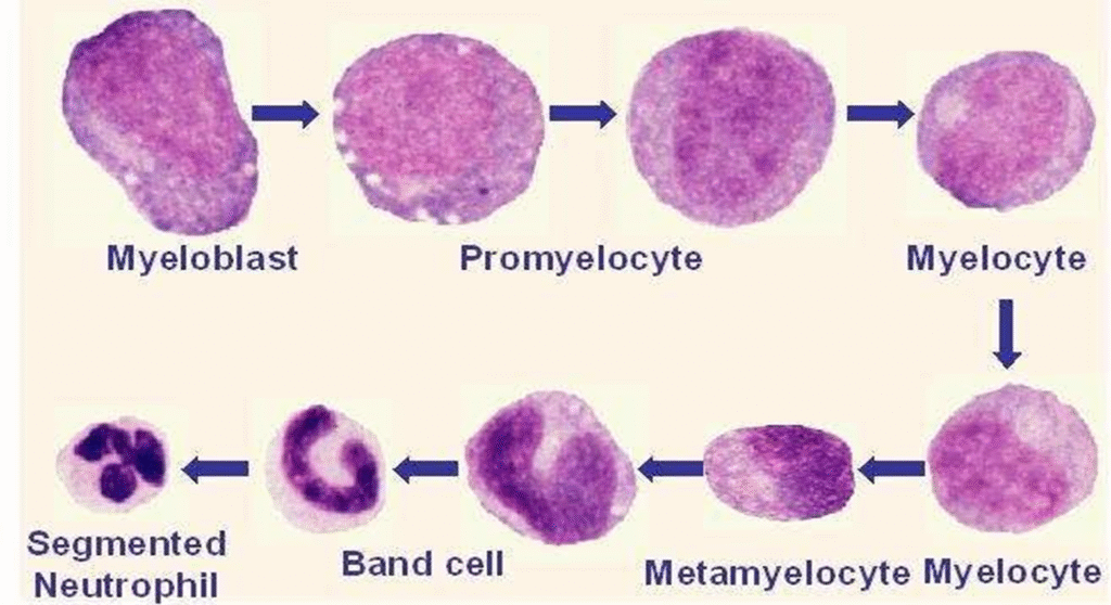 Leukopoiesis and its stages image