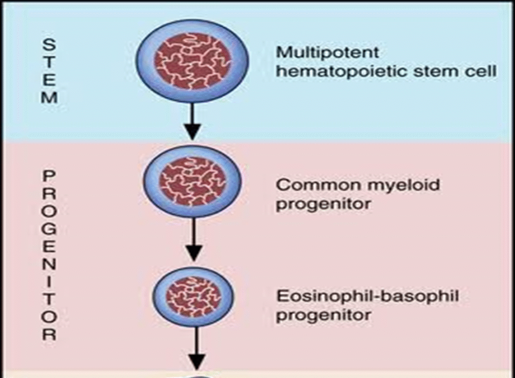 Leukopoiesis and its stages image