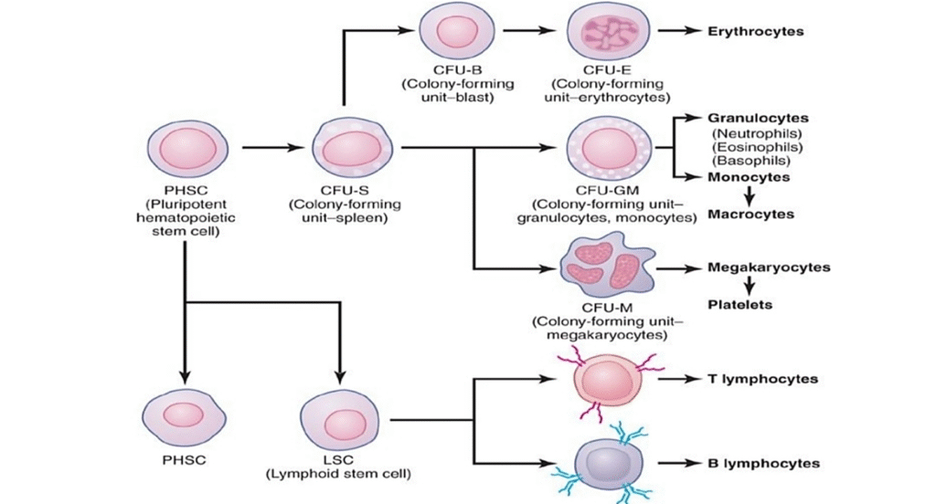 Red blood cells genesis and stages image