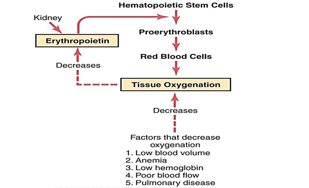 Red blood cells genesis and stages image